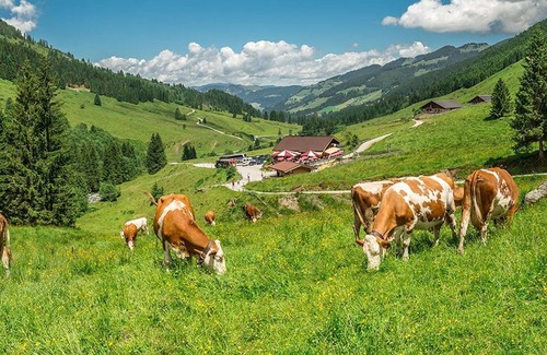 Niederau Cabaña | Vierbettzimmer, Dusche, WC - Pension Leitenhof