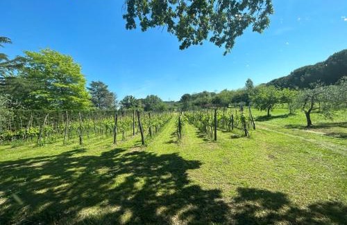 Lari Casa | Vigna Visconti