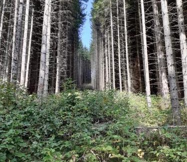 Stara Planina Casa | Vila Panic