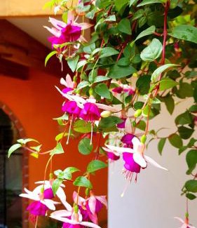 Del Carmen Cama Y Desayuno | Villa Alfonsina