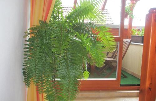 Smizany Casa | Villa Elena