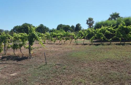 Mastichari Casa | Villa Kos