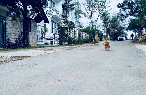 Da Lat Villa | Villa Shalom Dalat - Lugar entero