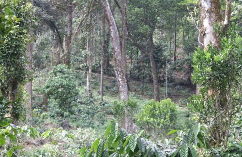 Madikeri Casa | vintage Pearl Estate Stay