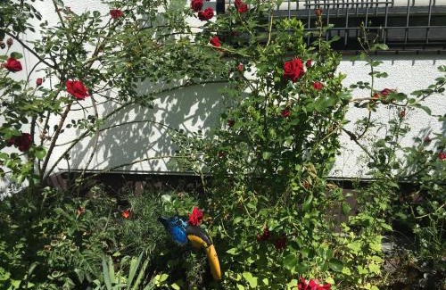 Viereth Apartamento | Vor den Toren Bambergs - Einfamilienhaus mit Garten!