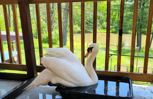 Limekiln Apartamento | Santuario de cisnes victoriano