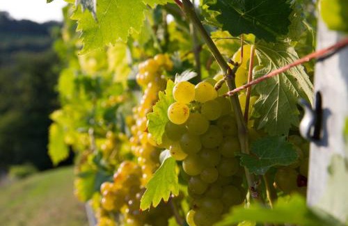 Ratsch Cama Y Desayuno | Weingut Schwarzl