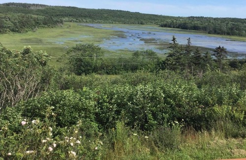 Tiddville Cabaña | Whale Cove Cottage