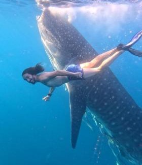 Sumbawa Besar Otro | Whale shark Sumbawa Tour