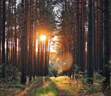 Kemlitz Otro | Whispering Pines