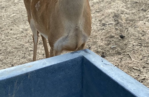 Tyler Casa | ¡Experiencia de rancho de venado de cola blanca! Observe la crianza y el cuidado de los ciervos WT.