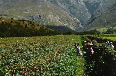 Swellendam Casa | Wildebraam Berry Estate
