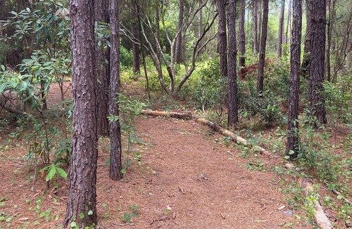 Boiling Spring Lakes Casa | Wildlife Habitat near state nature trails, beaches and quaint southern towns.