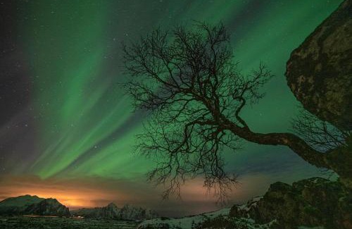 Bostad Casa | Wildlife Panorama Lofoten