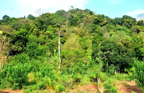 Laggala-Pallegama Casa | Wingate Hotel Wilgamuwa