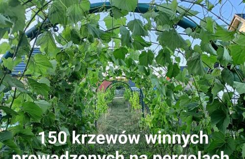 gmina Babice Casa | Winnica Zatorska