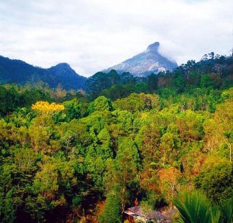 Mount Warning Cabina | Wollumbin Palms Rainforest Retreat