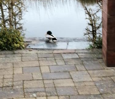 Giethoorn Chalet De Esquí | Wuivend Riet gelegen op Resort Venetie