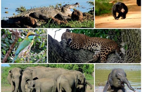 Palatupana Cabina | Yala Jungle Haven