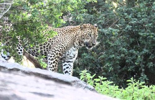 Kataragama Otro | Yala - Kabiliththa Jeep Tour Camping