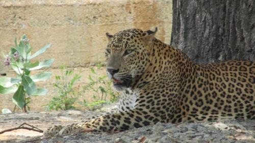 Yodakandiya Alquiler De Eote | Yala safari jeep tours