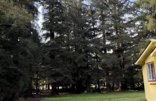 Crescent City Cabaña | Yellow cottage in the woods- 5 min from beach!