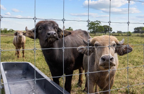 Damon Casa | Yo-Leven Ranch - exotic animal ranch with a six bedroom barndominium!