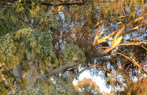 Pomonal Cabaña | Your Grampians Getaway Starts Here!