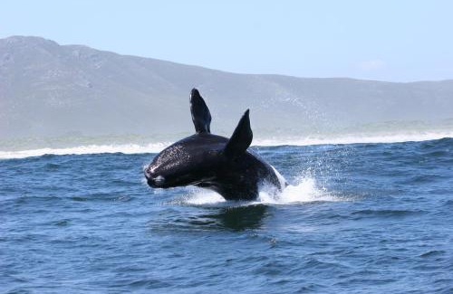 Gansbaai Casa | Zeezicht Guest House
