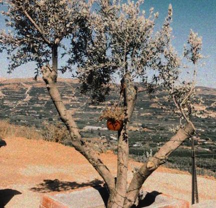 צימר סאפי