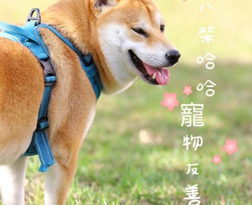 八柴哈哈寵物友善民宿