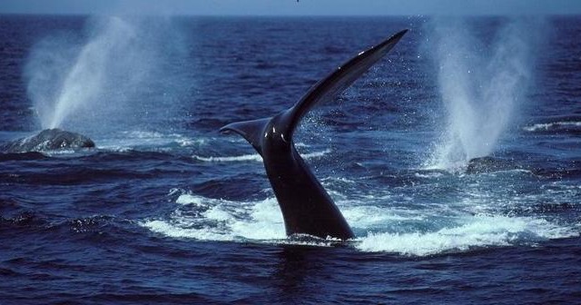 3 Marina Palms, Woodgrange-on-sea