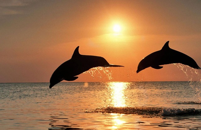 # 303 Un resort de lujo en Little Harbour con delfines y pesca a solo unos pasos