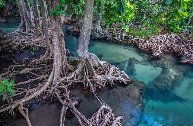 ALOE única piscina natural Villa Ao Nang