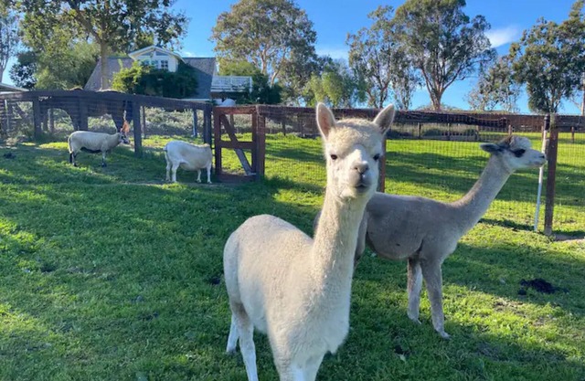 Retiro Chic Sheep de Anavo Farm