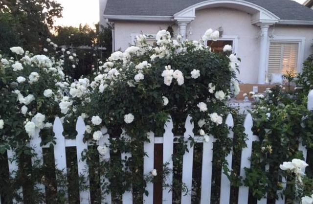 California Dreaming! Elegant White Cottage, Venice Beach Happy holidays here!!
