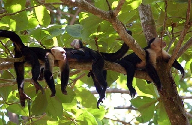 Casa Tres Monos- jardín impresionante playa / observación de la fauna