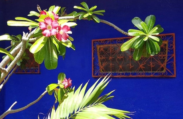 Charming little house, fast Wi-fi tropical garden