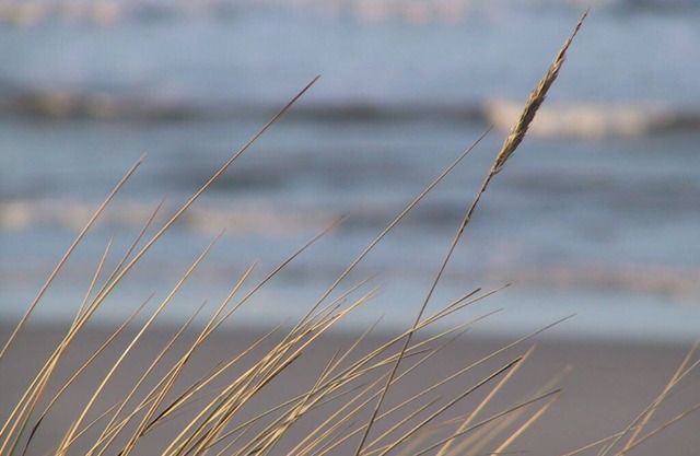 cerca de la playa y familiar