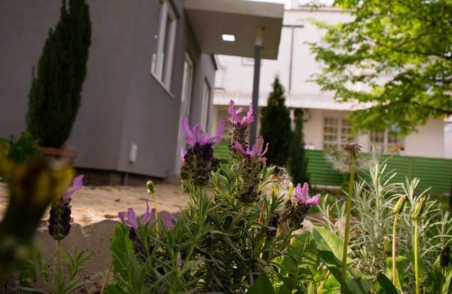 Apartamento totalmente equipado con gran jardín en Belgrado