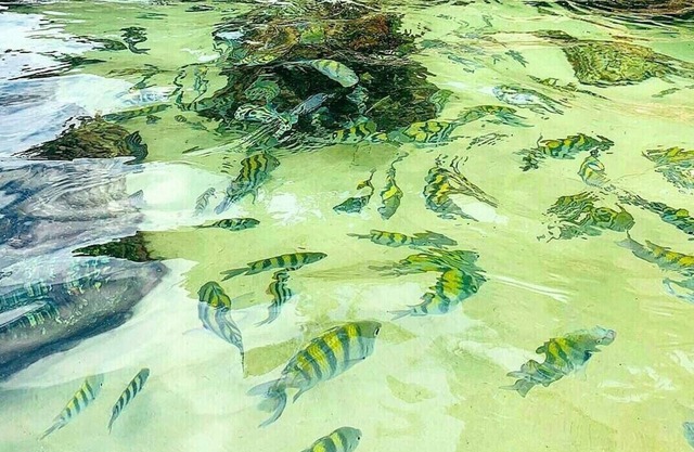 Cocina amueblada con piscina y zona de ocio. la playa Martim de Sá