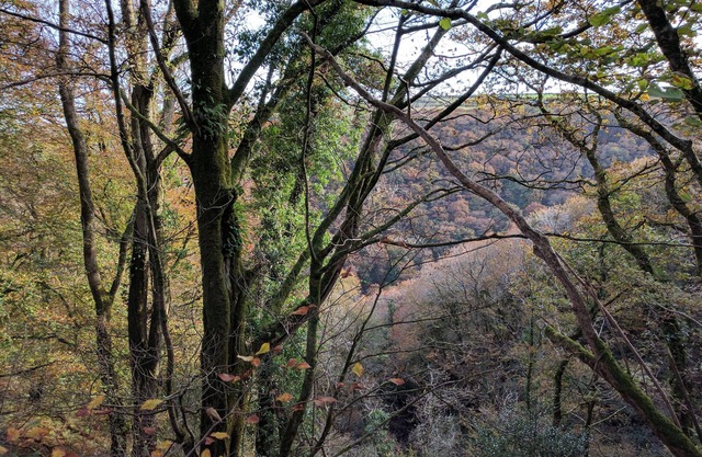 Granero Heartwood: granero acogedor y acogedor, ubicado en un hermoso y antiguo bosque