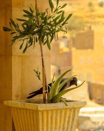 Jimmy Desert guesthouse & Safari