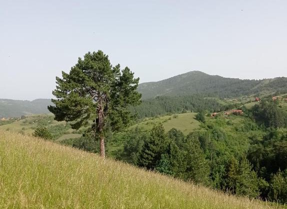 Laki Marjanovic