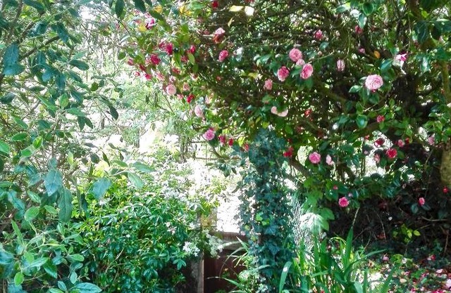 Les Camelias