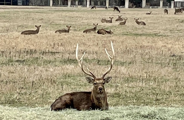 Lujo Guadalupe River Lodge!