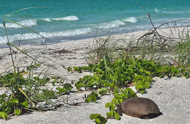 Disfrute de Sanibel en lujoso lujo a solo unos pasos del Golfo, ¡con una cabaña privada!