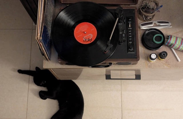 Meow Manor