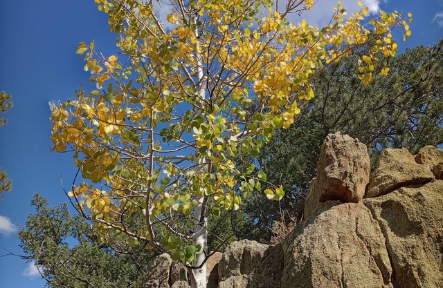 ¡Acogedor refugio en cabaña en las hermosas montañas húmedas cerca de Westcliffe, CO!