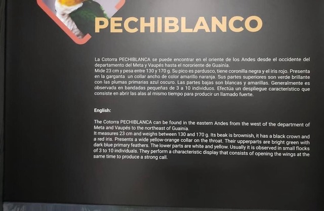 Nido de Loros, Habitación Pechiblanco